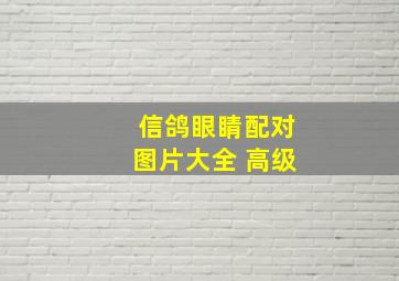 信鸽眼睛配对图片大全 高级